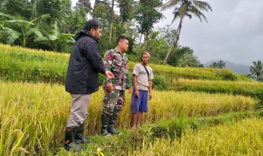 Babinsa Koramil 2206/Parakansalak Dampingi Kegiatan Ketahanan Pangan di Desa Lebaksari