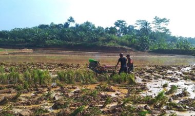 Babinsa Koramil 2207/Jampangtengah Dampingi Kelompok Tani dalam Program Ketahanan Pangan