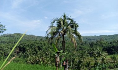 Babinsa Koramil 2204/Cikidang Dampingi Kegiatan Ketahanan Pangan Bersama Poktan Gunungsari