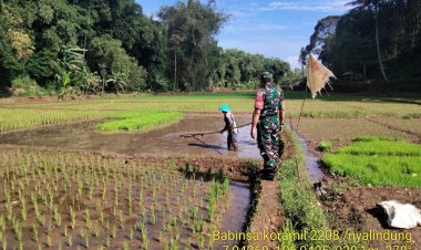 Babinsa Koramil 2208/Nyalindung Dampingi Kegiatan Ketahanan Pangan di Desa Cisitu