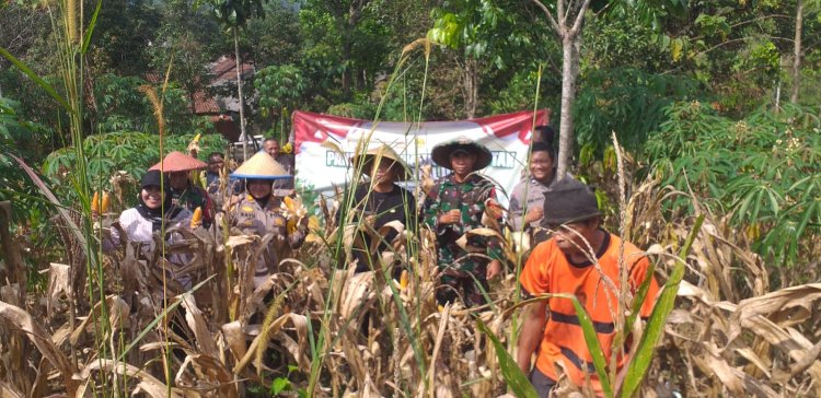 Babinsa Serda Juanda Dampingi Panen Jagung Hibrida ,Paus Biru, di Desa Tegallega