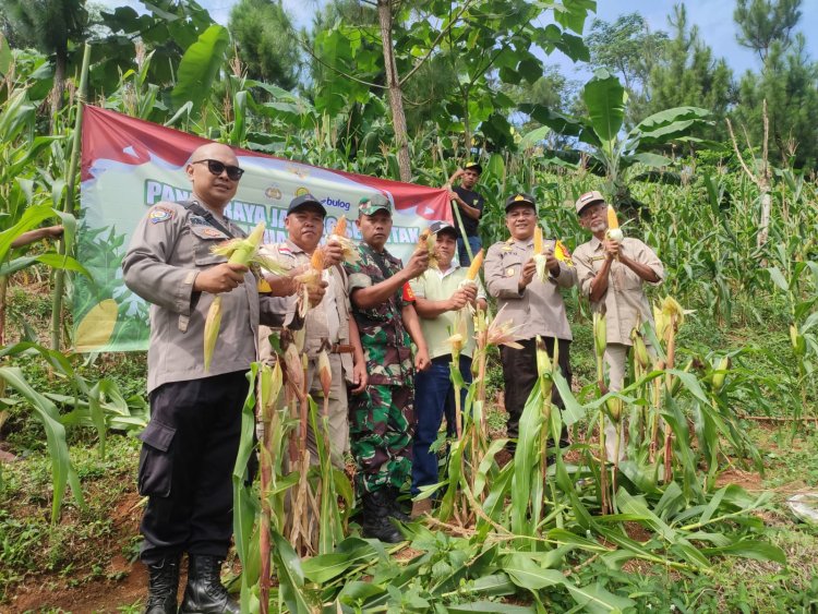 Babinsa Koramil 2201/Cisolok Dampingi Kelompok Tani Panen Jagung di Desa Gunung Kramat