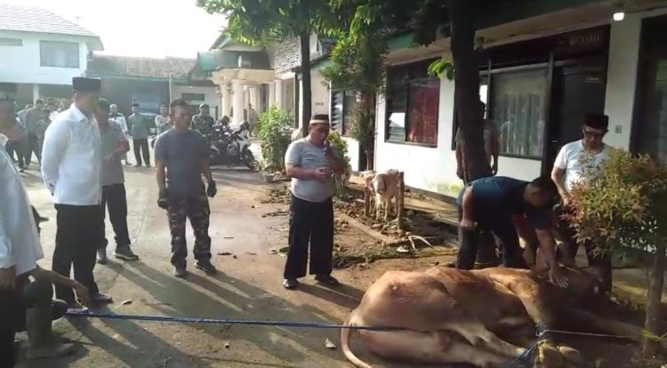 Makorem 061/Suryakancana Laksanakan Penyembelihan Hewan Qurban Idul Adha 1446 H