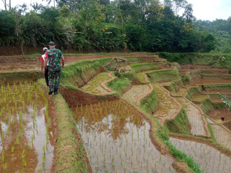 Babinsa Koramil 2205/Kalapanunggal Dampingi Kegiatan Hanpangan Bersama Poktan di Desa Tugubandung