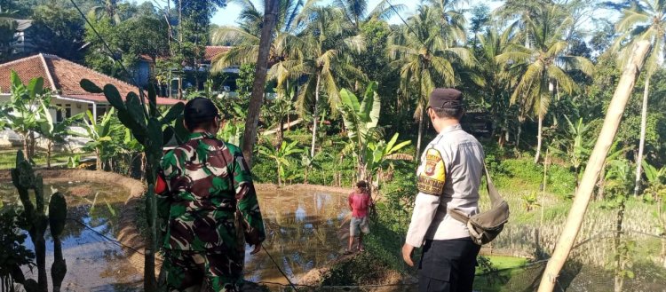 Babinsa Koramil 2201/Cisolok Dampingi Kegiatan Pertanian di Desa Pasir Baru