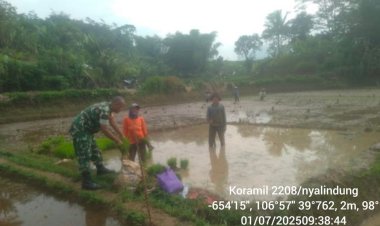 Babinsa Koramil 2208/Nyalindung Dampingi Kelompok Tani Ciengang Wujudkan Ketahanan Pangan