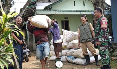 Babinsa Koramil 2206/Parakansalak Dampingi Kegiatan Serap Gabah di Desa Bojonglongok