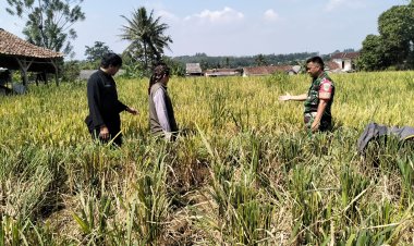 Babinsa dan PPL Laksanakan Pendataan Siap Panen dan Sosialisasi Serap Gabah di Desa Bojong Asih