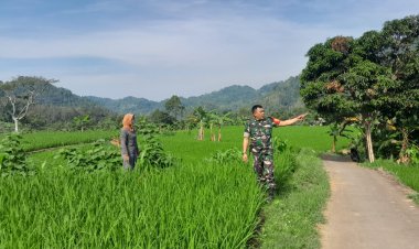 Babinsa Koramil 2201/Cisolok Dampingi Kegiatan Pertanian di Desa Gunung Tanjung