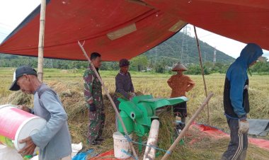 Babinsa Koramil 2202/Palabuhanratu Laksanakan Panen Padi Bersama Poktan Mekar Tani