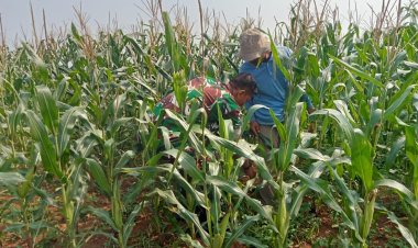 Babinsa Koramil 2213/Jampangkulon Dampingi Kegiatan Ketahanan Pangan di Desa Sukaluyu  Sukabumi – Selasa, 08 Juli 2025