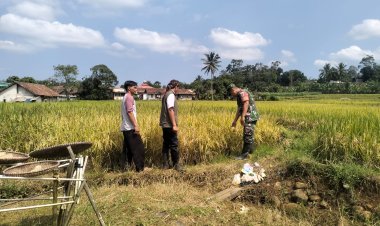 Babinsa Koramil 2206/Parakan Salak Dampingi Pendataan Panen dan Sosialisasi Sergap di Desa Bojong Asih