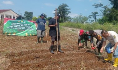 Babinsa Koramil 2204/Cikidang Bersama Poktan Cipetir Laksanakan Penanaman Jagung di Desa Cicareuh