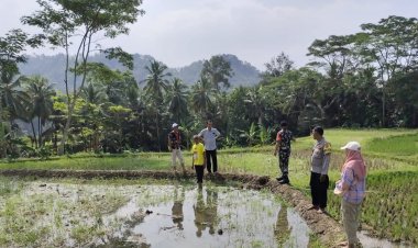 Babinsa Koramil 2201/Cisolok Dampingi Kegiatan Pertanian Bersama Kelompok Tani di Desa Cimaja