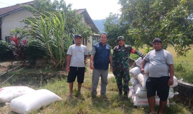 Babinsa Koramil 2215/Ciemas Laksanakan Kegiatan Hanpangan Serap Gabah di Desa Ciwaru