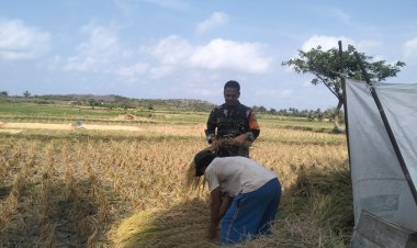 Babinsa Koramil 2212/Tegalbuleud Laksanakan Pendampingan Hanpangan kepada Poktan
