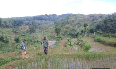 Babinsa Koramil 2209/Lengkong Dampingi Kegiatan Ketahanan Pangan di Desa Lengkong