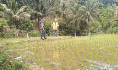 Babinsa Koramil 2214/Surade Laksanakan Kegiatan Ketahanan Pangan di Kecamatan Ciracap