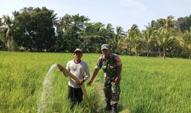 Babinsa Koramil 2212/Tegalbuleud Dampingi Kegiatan Ketahanan Pangan di Desa Sumberjaya