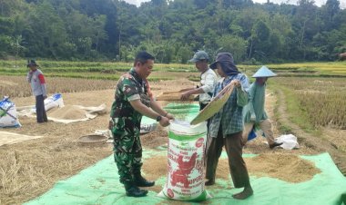 Babinsa Koramil 2211/Sagaranten Dampingi Panen Padi di Desa Cidolog