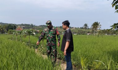 Babinsa Koramil 2201/Cisolok Dampingi Kegiatan Pertanian di Desa Cimaja