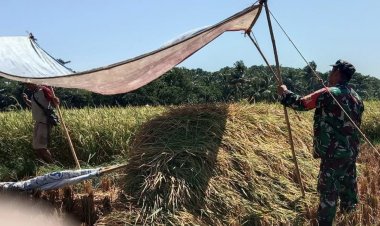 Babinsa Koramil 2212/Tegalbuleud Dampingi Poktan dalam Mendukung Ketahanan Pangan