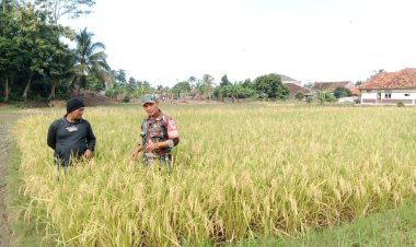 Babinsa Sumberjaya Dampingi Poktan dalam Program Ketahanan Pangan