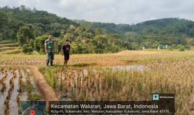 BABINSA KORAMIL 2214/SURADE LAKSANAKAN KEGIATAN KETAHANAN PANGAN DI KECAMATAN SURADE