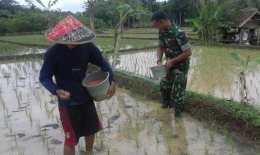 Babinsa Koramil 2207/Jampangtengah Dampingi Kegiatan Hanpangan Bersama Poktan Medal Wargi II