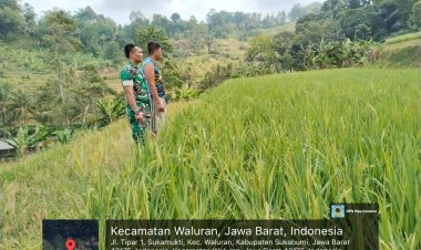 Babinsa Koramil 0622-14/Surade Laksanakan Pendampingan Ketahanan Pangan di Kecamatan Surade