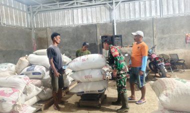 Babinsa Koramil 2211/Sagaranten Laksanakan Sergap Gabah di Desa Cidolog