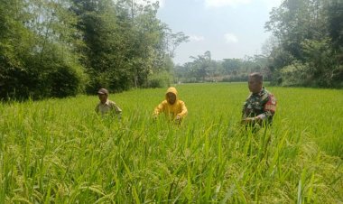 Babinsa Koramil 2207/Jampangtengah Dampingi Kegiatan Ketahanan Pangan di Desa Cimerang