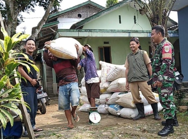 Babinsa Koramil 2206/Parakansalak Dampingi Kegiatan Serap Gabah di Desa Bojonglongok