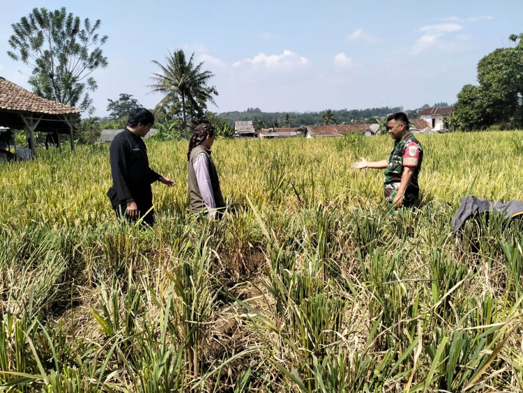 Babinsa dan PPL Laksanakan Pendataan Siap Panen dan Sosialisasi Serap Gabah di Desa Bojong Asih
