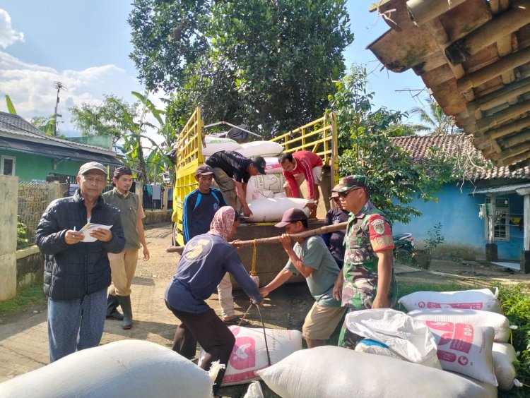 Babinsa Koramil 2206/Parakansalak Dampingi Kegiatan Serap Gabah oleh Bulog