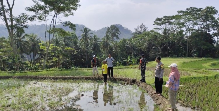Babinsa Koramil 2201/Cisolok Dampingi Kegiatan Pertanian Bersama Kelompok Tani di Desa Cimaja