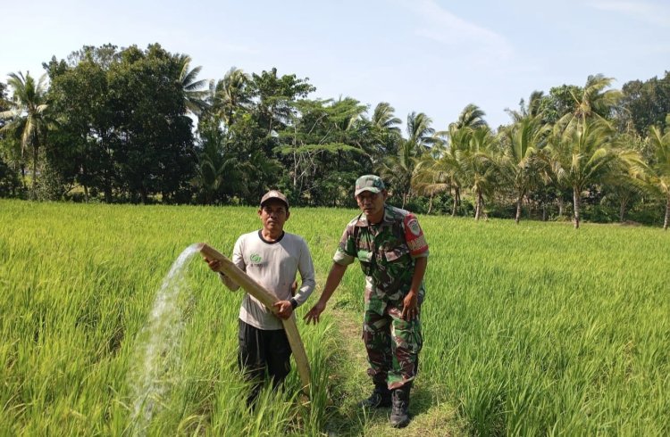 Babinsa Koramil 2212/Tegalbuleud Dampingi Kegiatan Ketahanan Pangan di Desa Sumberjaya