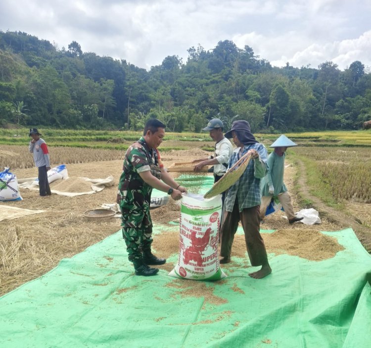 Babinsa Koramil 2211/Sagaranten Dampingi Panen Padi di Desa Cidolog