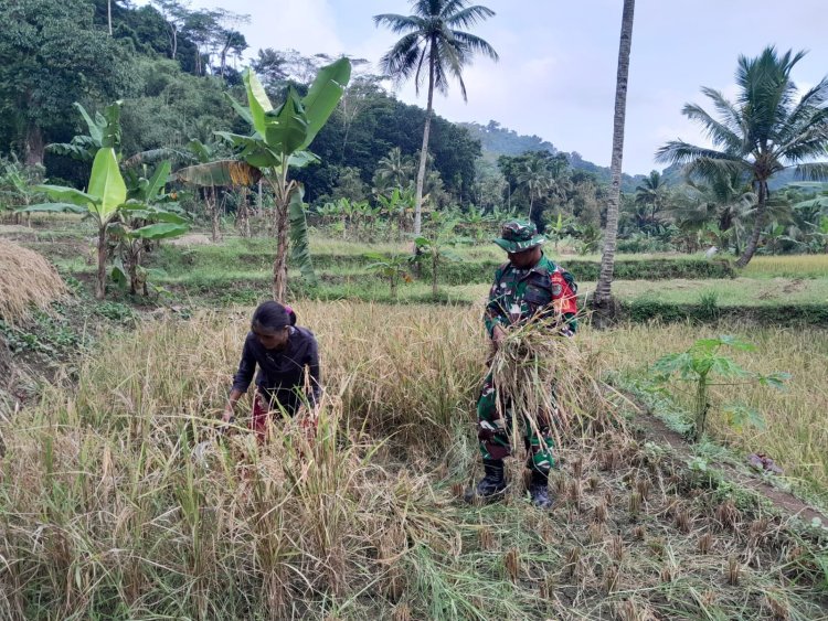 Babinsa Sirnamekar Dampingi Kelompok Tani Tingkatkan Ketahanan Pangan