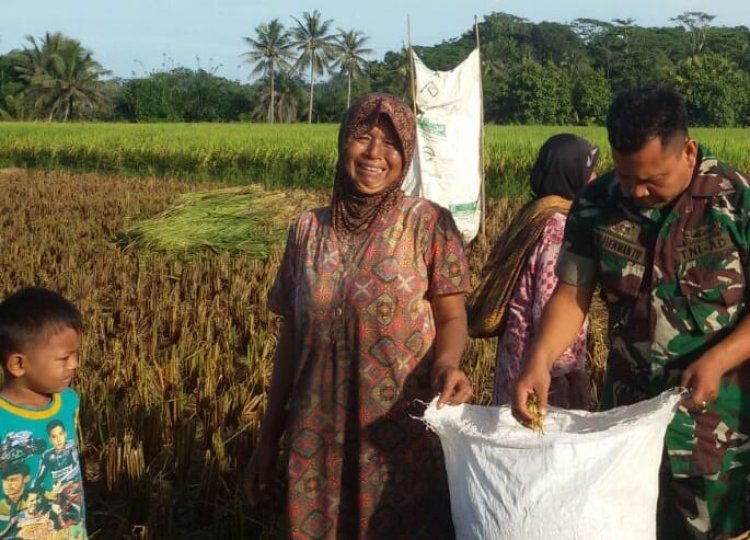 Babinsa Koramil 2212/Tegalbuleud Dampingi Kelompok Tani dalam Upaya Ketahanan Pangan