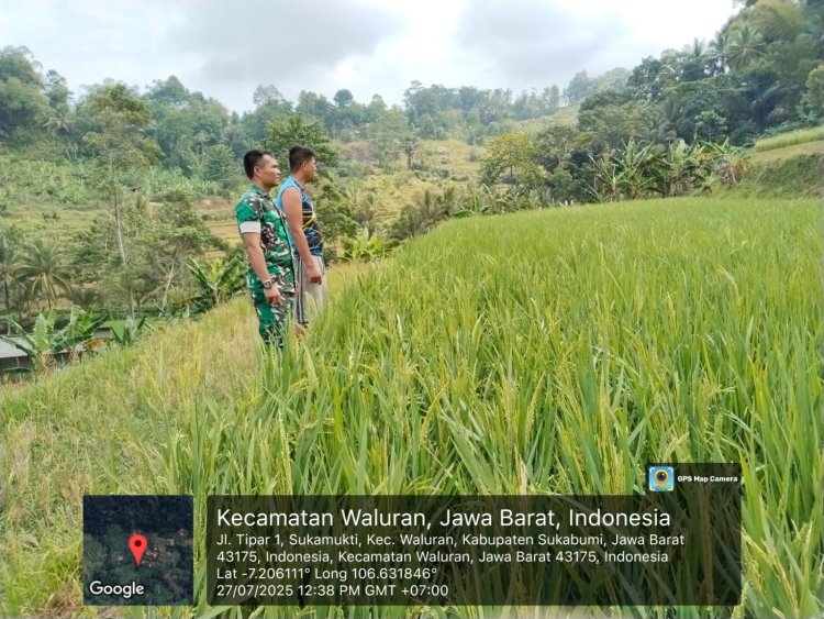 Babinsa Koramil 0622-14/Surade Laksanakan Pendampingan Ketahanan Pangan di Kecamatan Surade