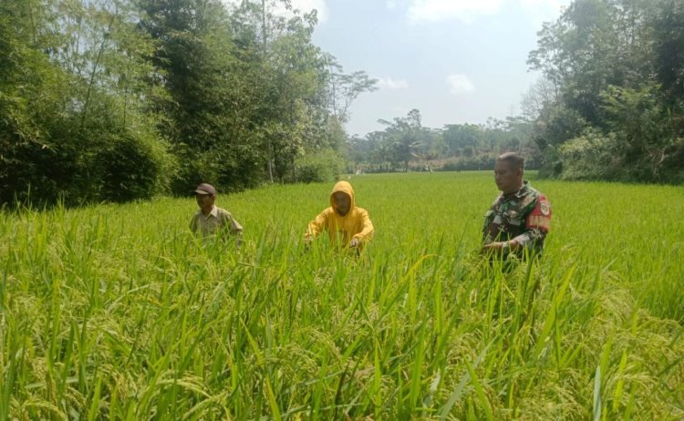 Babinsa Koramil 2207/Jampangtengah Dampingi Kegiatan Ketahanan Pangan di Desa Cimerang