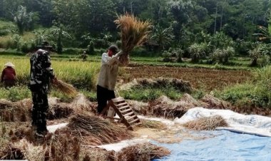Babinsa Koramil 2212/Tegalbuleud Dampingi Kelompok Tani dalam Program Ketahanan Pangan