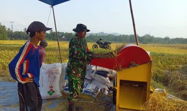 Babinsa Koramil 2215/Ciemas Dampingi Panen Padi dan Serap Gabah di Desa Ciemas