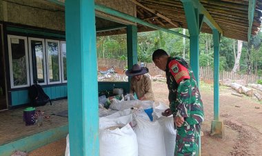 BABINSA KORAMIL 2215/CIEMAS LAKSANAKAN PENGECEKAN DAN SERAP GABAH DI DESA SIDAMULYA