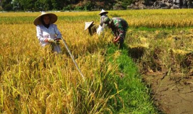 Babinsa Koramil 2212/Tegalbuleud Dampingi Kegiatan Ketahanan Pangan di Desa Sirnamekar