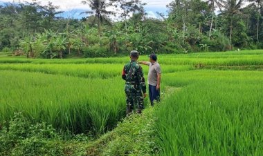 BABINSA KORAMIL 2207/JAMPANGTENGAH LAKSANAKAN PENDAMPINGAN KETAHANAN PANGAN BERSAMA KELOMPOK TANI