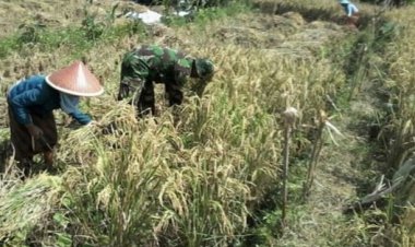 BABINSA KORAMIL 2212/TEGALBULEUD LAKSANAKAN PENDAMPINGAN HANPANGAN DI DESA NANGELA