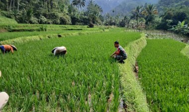 Babinsa Koramil 2205/Kalapanunggal Dampingi Kelompok Tani dalam Kegiatan Ketahanan Pangan