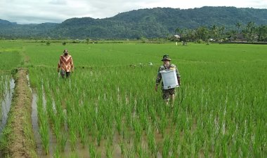Babinsa Koramil 2212/Tegalbuleud Dampingi Kelompok Tani di Desa Bangbayang